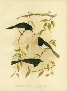 鉛色のヒタキまたは鉛ヒタキ、1891年